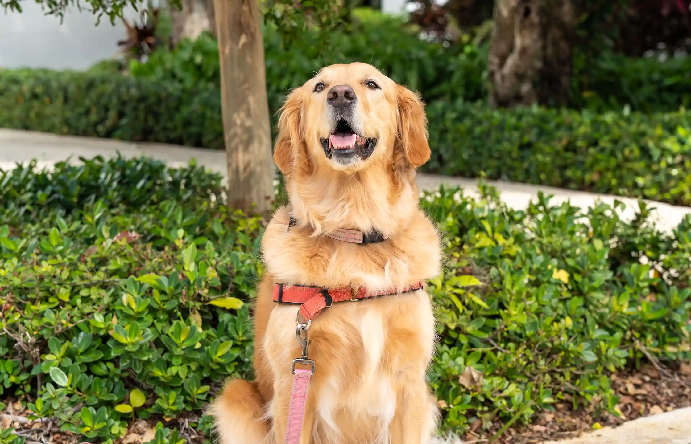 Smiling golden retriever on campus